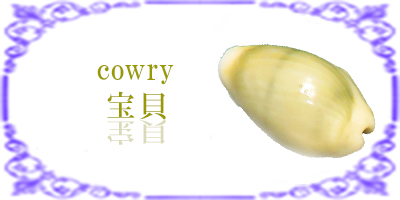 タカラガイ 宝貝